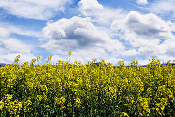 Colorful yellow rapeseed flower field (Brassica Napus)	