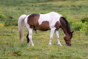 Fototapeta premium Cheval dans une prairie de montagne