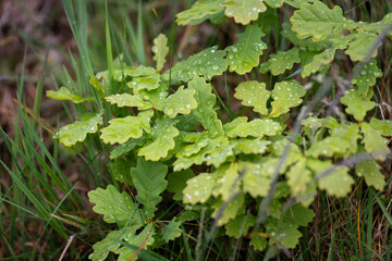 Jeune chêne après la pluie 