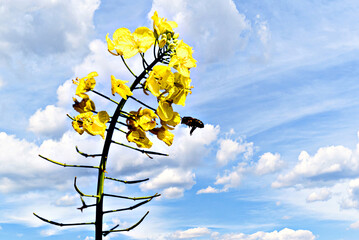 A bee pollinating a plant in a field of yellow rapeseed (Brassica napus) flowers.	