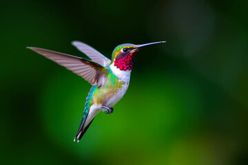 Fototapeta premium Stunning Hummingbird in Mid-Air, Showcasing Its Iridescent Plumage and Rapid Wingbeats in a Lush Natural Setting, Vibrant Wallpaper