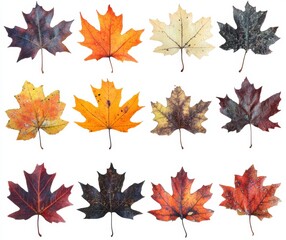 set of autumn leaves