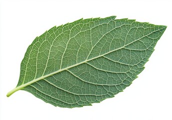 Obraz premium green leaf isolated on white background