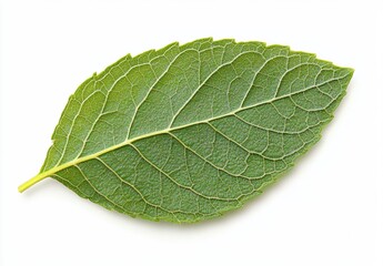 Obraz premium green leaf isolated on white background