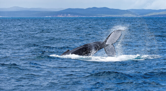 Humpback whale adult surfacing (Megaptera novaeangliae), near Fraser Island