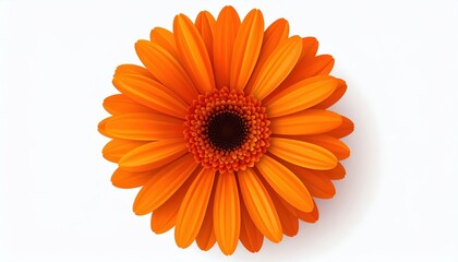 Orange Gerbera Flower Close Up On White Background