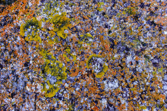 Lichen on Seaside Rock