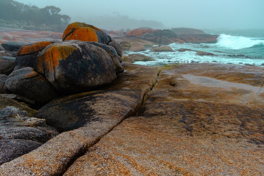 Lichen growing on Rocks at Bicheno Beach