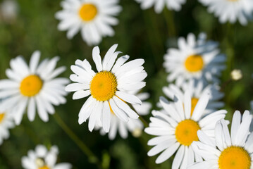 oxeye daisy,.Leucanthemum vulgare flowers closeup selective focus