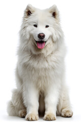 Fototapeta premium A fluffy white Samoyed sits peacefully, showing its friendly face and thick coat against a white backdrop