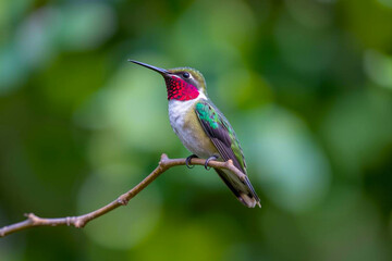Fototapeta premium Stunning Hummingbird in Mid-Air, Showcasing Its Iridescent Plumage and Rapid Wingbeats in a Lush Natural Setting, Vibrant Wallpaper