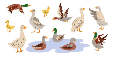 Icon duck, goose. Cute farm bird animal. Character poultry mallard. Domestic agriculture with wings swimming. Flying duckling family. Cartoon flat style isolated illustration. Vector tidy character