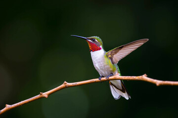 Fototapeta premium Stunning Hummingbird in Mid-Air, Showcasing Its Iridescent Plumage and Rapid Wingbeats in a Lush Natural Setting, Vibrant Wallpaper