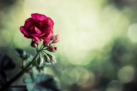 Flower with bokeh background
