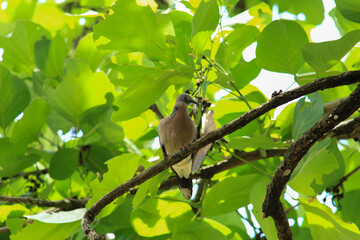 bird is looking for prey in a tree., Acridotheres grandis