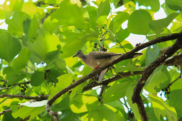 bird is looking for prey in a tree., Acridotheres grandis