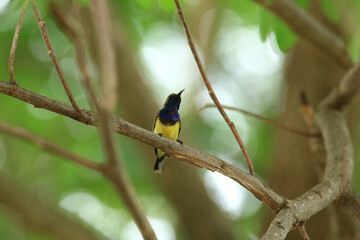 Fototapeta premium bird is looking for prey in a tree., Acridotheres grandis