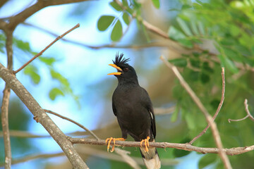 bird is looking for prey in a tree., Acridotheres grandis