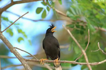 bird is looking for prey in a tree., Acridotheres grandis