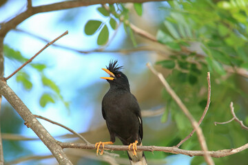 bird is looking for prey in a tree., Acridotheres grandis