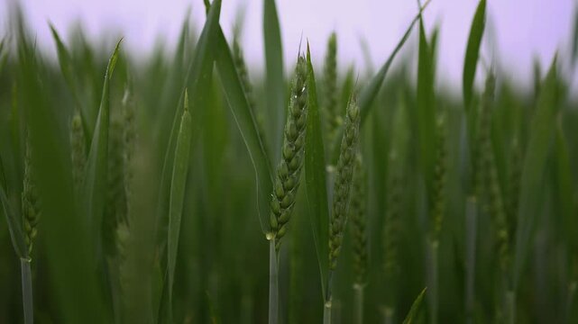 Zeitlupenaufnahme eines Weichweizenfeldes w&auml;hrend eines Sommerregens in HDR
