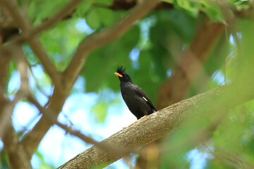 bird is looking for prey in a tree., Acridotheres grandis