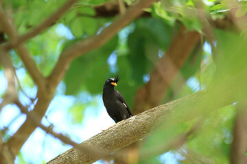 bird is looking for prey in a tree., Acridotheres grandis