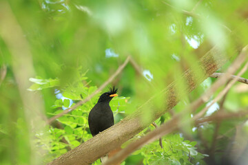 bird is looking for prey in a tree., Acridotheres grandis