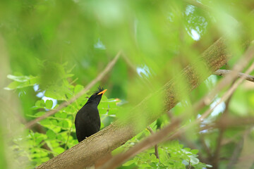 bird is looking for prey in a tree., Acridotheres grandis