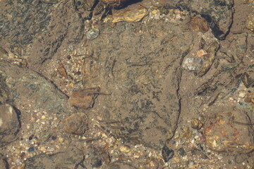 School of baby fish in a river