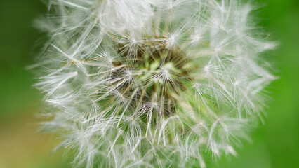 Fototapeta premium Blowball dandelion close up macro photo. High quality background wallpaper with copy space