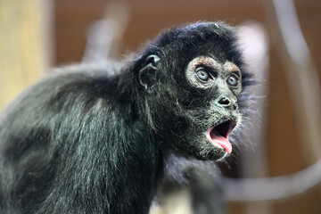 Mexican spider monkey portrait