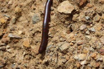 Millipede in the forest