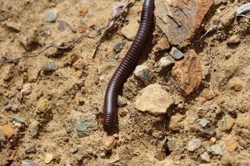 Millipede in the forest