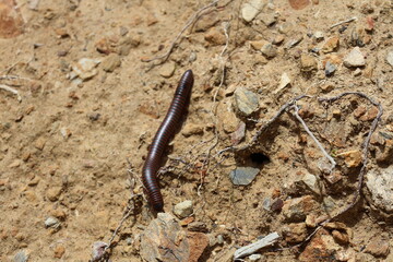 Millipede in the forest
