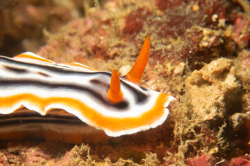 A close-up picture of a beautiful nudibranch, Magnificent Chromodoris, or Chromodoris magnifica from the suborder Doridina and the family Chromodorididae. These belong to the category Dorid Nudibranch