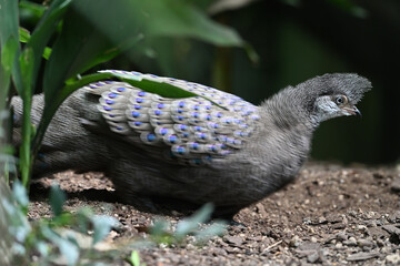 grey peacock pheasant animals bird zoo