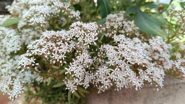 plante vivace, sedum blanc, gros plan