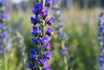 viper's bugloss, blueweed.Echium vulgare flowers closeup selective focus
