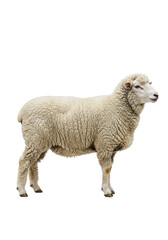 Isolated Sheep with White Wool Farm Animal Standing Transparent