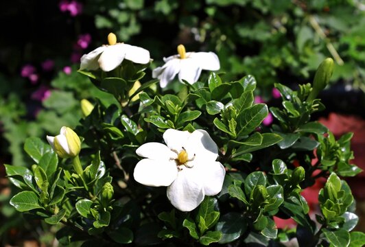 Flowers and buds of Gardenia jasminoides, or cape jasmine, in a garden under the sunlight