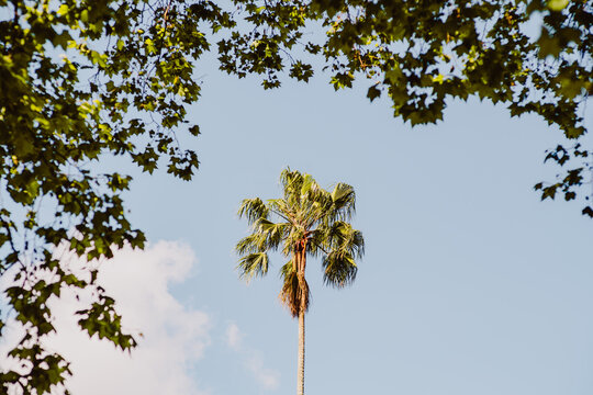 Fototapeta Tall palm tree standing against a clear blue sky, perfectly framed by green leafy tree branches around the edges, creating a natural vignette with copy space and strong vertical composition