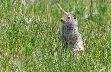 Prairie Dog in Yellowstone National Park, Wyoming, USA
