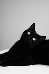 Black cat lying down with bright eyes