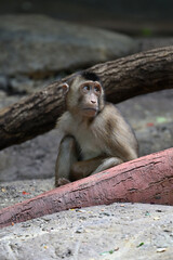 Southern pig tailed macaque animals zoo monkey	
