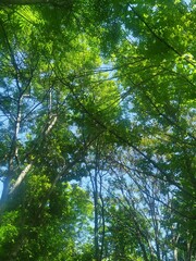 trees in the forest