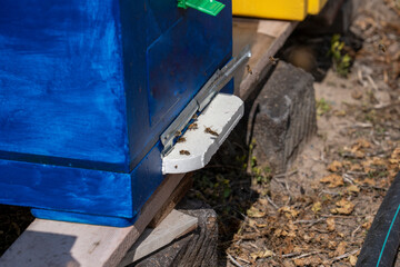 A scene of bees coming in and out of the beehive