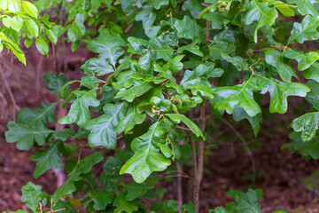 Oak. Oak branches with leaves