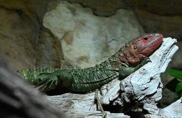 Caiman Lizard reptile breeding in zoo