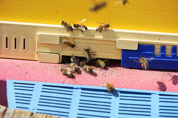 A scene of bees coming in and out of the beehive
